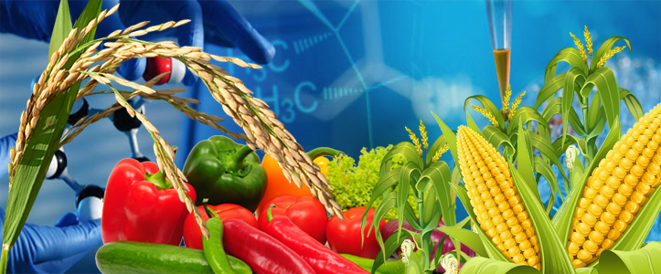 Experiments on hybrid food crops :-Pakissan.com