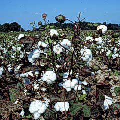 White Lie about the Bt Cotton 