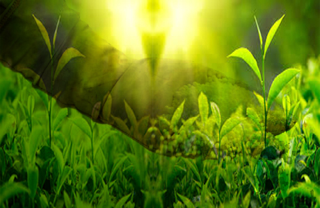 Fertilizer must to enhance vigorous growth of tea plants : Pakissan.com