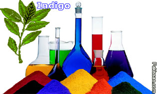 Phasing out azodyes with indigo cultivation
