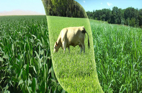 Forage Quality and Nutritions:-Pakissan.com