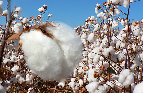 Restoring cotton standardisation fee :- Pakissan.com