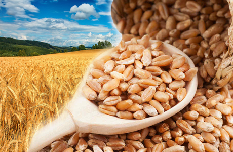 Wheat wheat everywhere, not a grain to eat: Pakissan.com