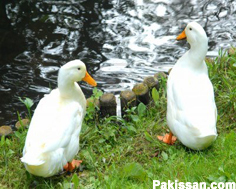 Domestic Ducks :-Pakissan.com