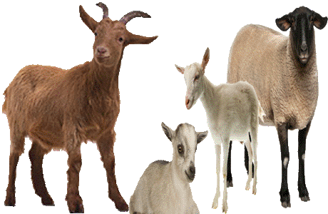 Goat farming improves peasants lot -:Pakissan.com