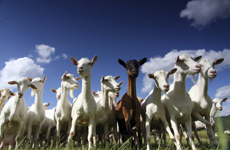 Returns from goat farming -: Pakissan.com