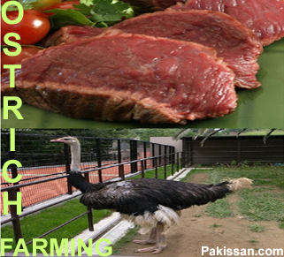An ostrich is worth its weight in gold :-Pakissan.com