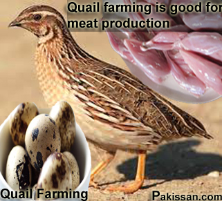 Quail farming is good for meat production :-Pakissan.com