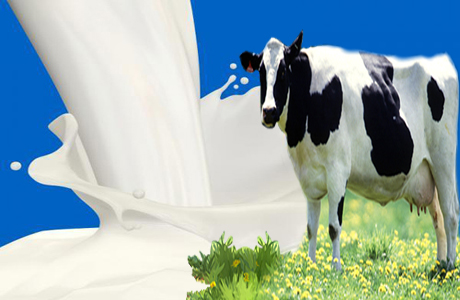 Production of quality milk -: Pakissan.com