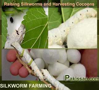 Raising Silkworms and Harvesting Cocoons :-Pakissan.com