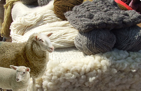 Quality wool production -: Pakissan.com