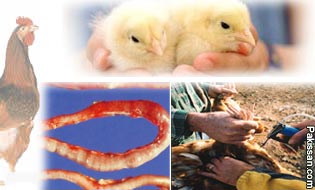 Coccidiosis In Poultry Can Be Controlled By A Local  Vaccine- Claimed 
