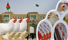 Threat to poultry industry :- Pakissan.com