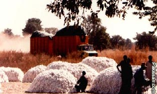 Cotton crop estimates 
