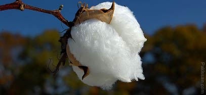 Cotton production crosses 12mn bales
