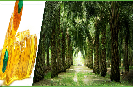 Palm oil ends higher:-Pakissan.com