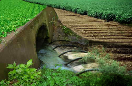 Threats of Untreated Wastewater Irrigation to Vegetable Crops in Pakistan:-Pakissan.com