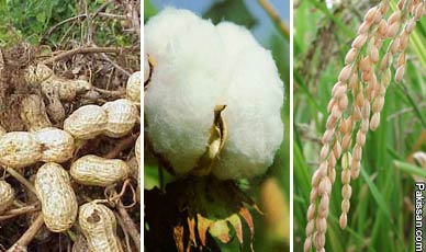cash crops crop pakistan targets lower cotton pakissan album major issues english opinions